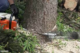 Best Emergency Tree Removal  in Clifton, CO